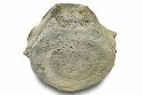 Fossil Whale Lumbar Vertebra - Yorktown Formation #250126-2